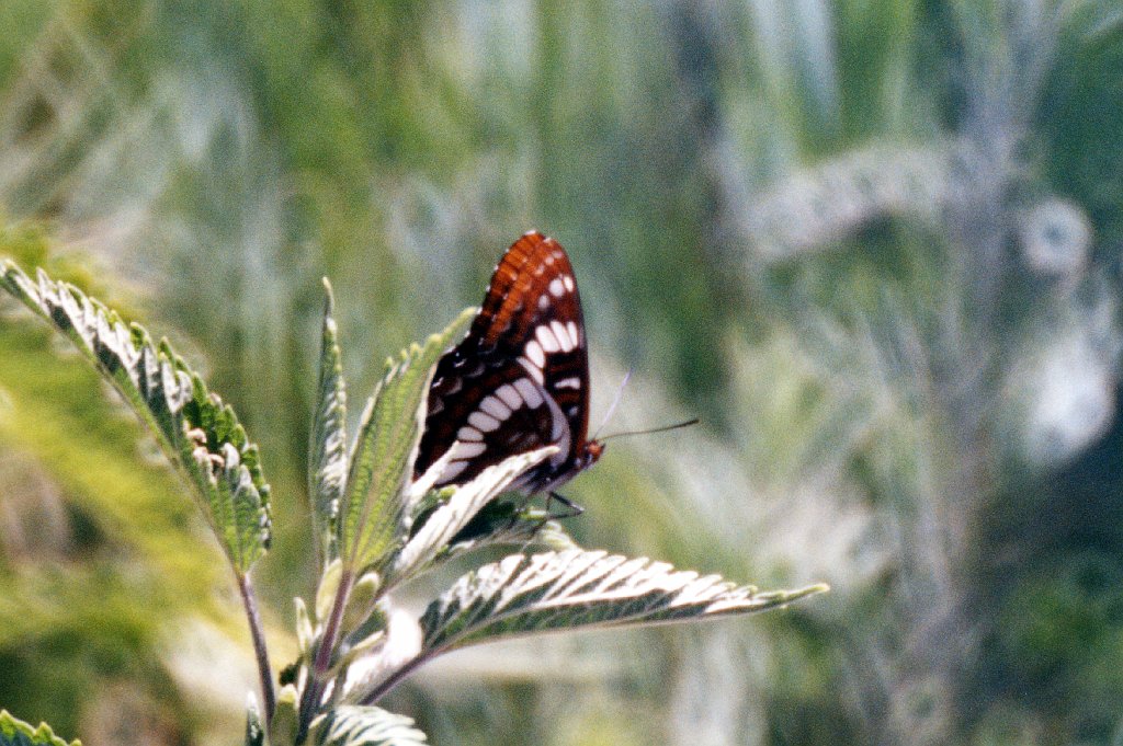 111 Lorquin's Admiral, CA 07-1996 B06P96I02.jpg - Lorquin's Admiral (Basilarchia lorquini). California, July 1996